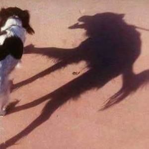 Meet your Posher, Walter